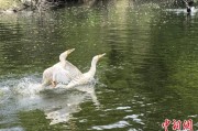 六爻番外吉林：罕见白鸬鹚连续两年“故地重游”